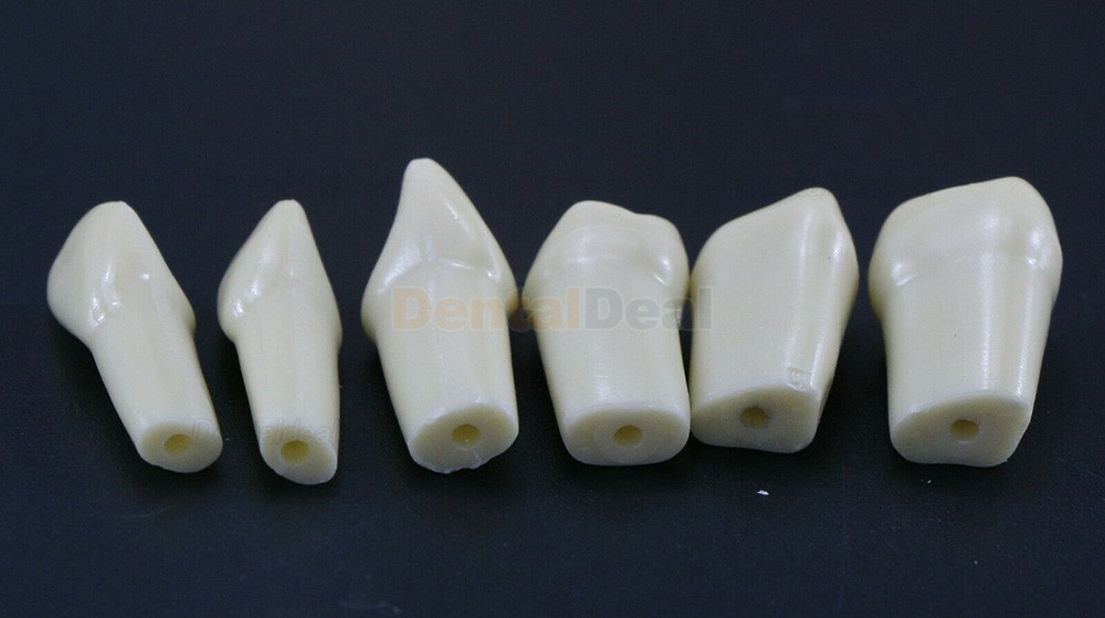 Dental Typodont M8021/M8022 28/32Pcs Replacement Teeth Fit Frasaco AG3/ANA-4